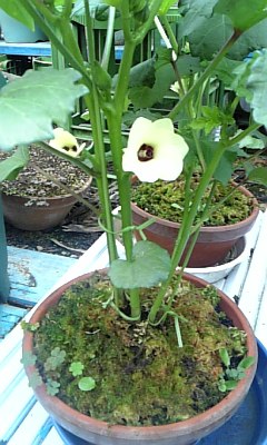 こぐち歯科出雲鉢植え