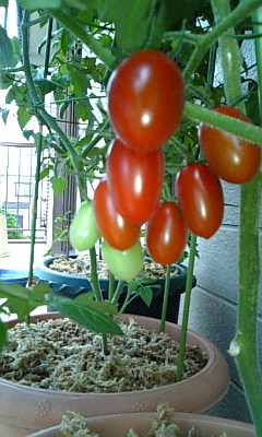 こぐち歯科出雲鉢植え