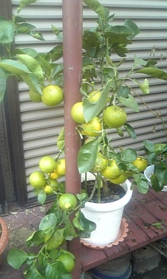 こぐち歯科出雲鉢植え