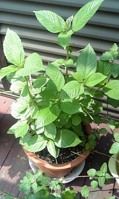 こぐち歯科出雲鉢植え