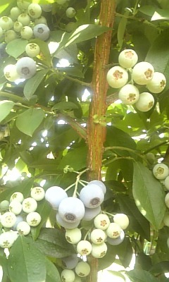 こぐち歯科出雲鉢植え