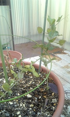 こぐち歯科出雲鉢植え