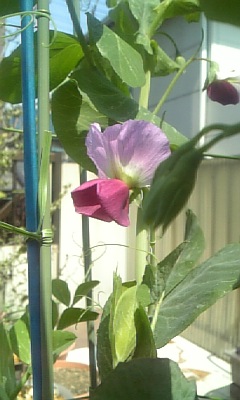 ★鉢植えなんの花？