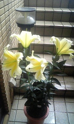 ★出雲鉢植え