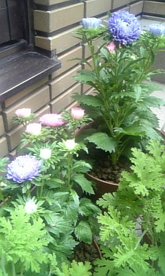 ★出雲鉢植え