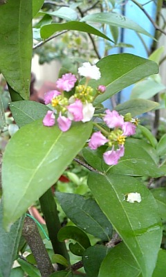 ★何の花？