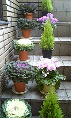 ★出雲鉢植え