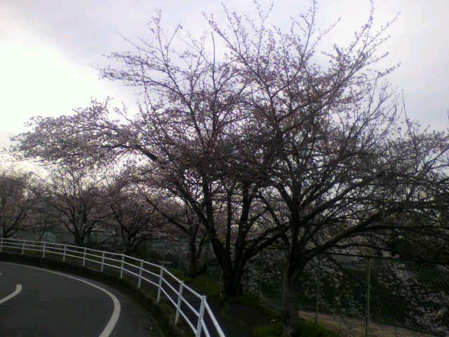 桜の開花情報(<br />
 飛鳥川)