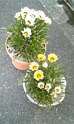 ★出雲鉢植え