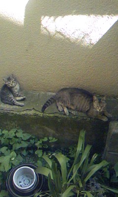 猫の親子