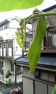 ★出雲鉢植えの