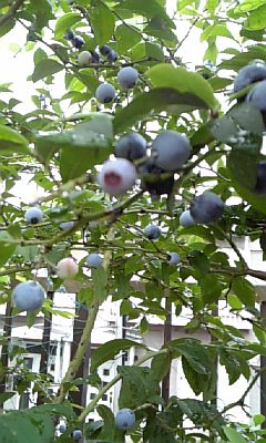 ★出雲鉢植えの２