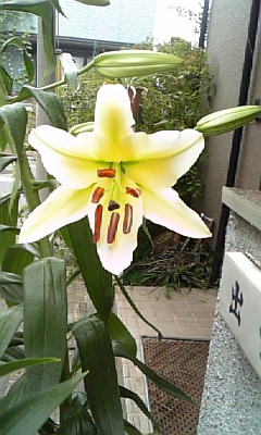 ★出雲のカサブランカ