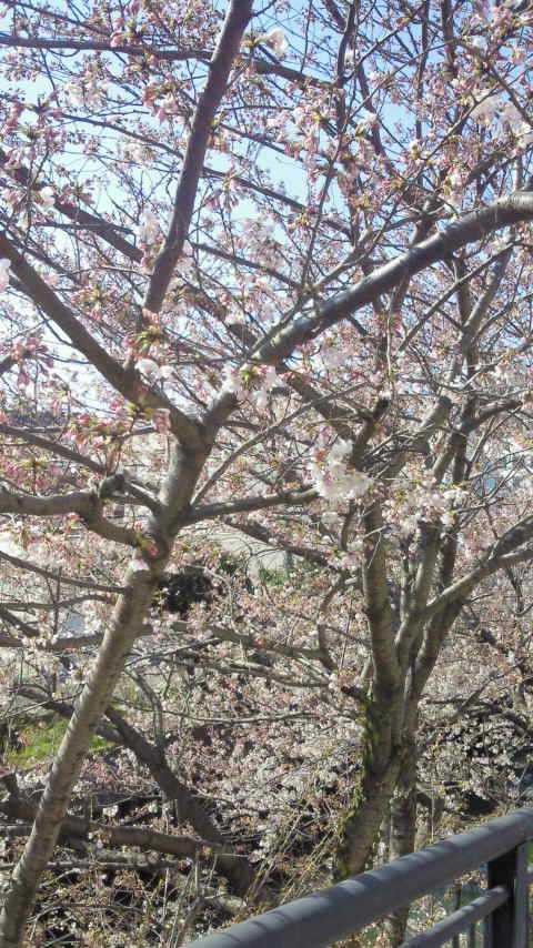 近所の桜は…