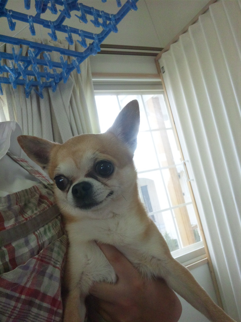 チワワのカイザーくんです☆ミ