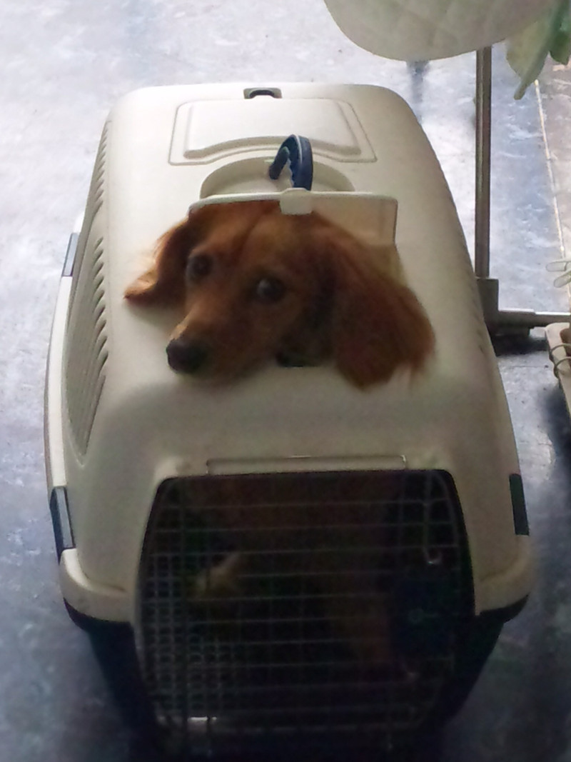 Re: ワンにゃんシャンプー ホテルのメルちゃん