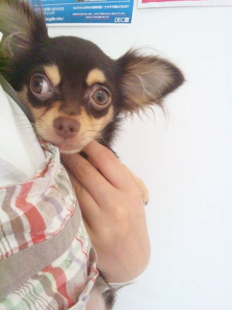 ペットホテル初日 チワワのココアちゃん