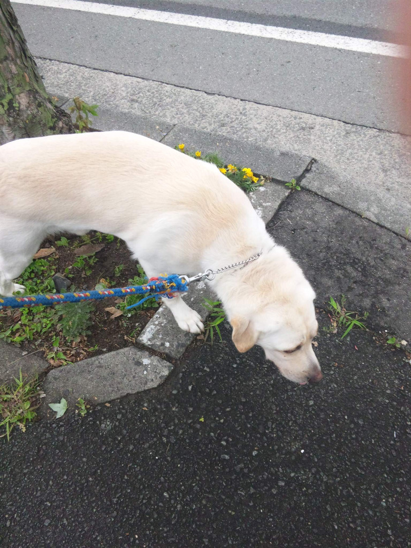 ラブラドールのクゥちゃん