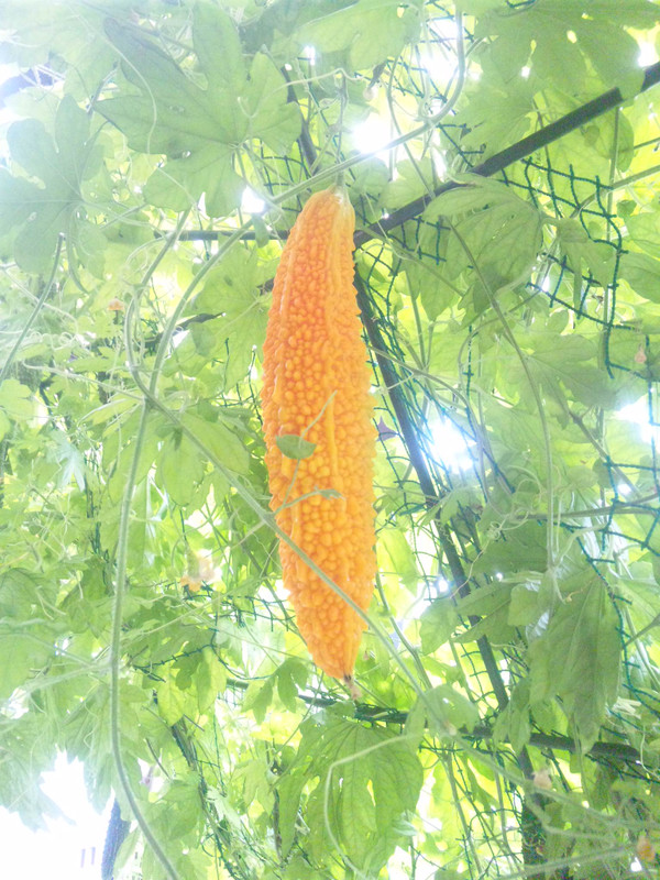 Capzov5d_2 Capzov5d_2