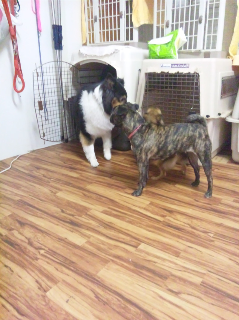 わんニャンシャンプー お泊まり中のシフォンちゃんとチョコちゃんパボちゃん