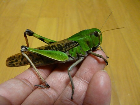 Photo_16