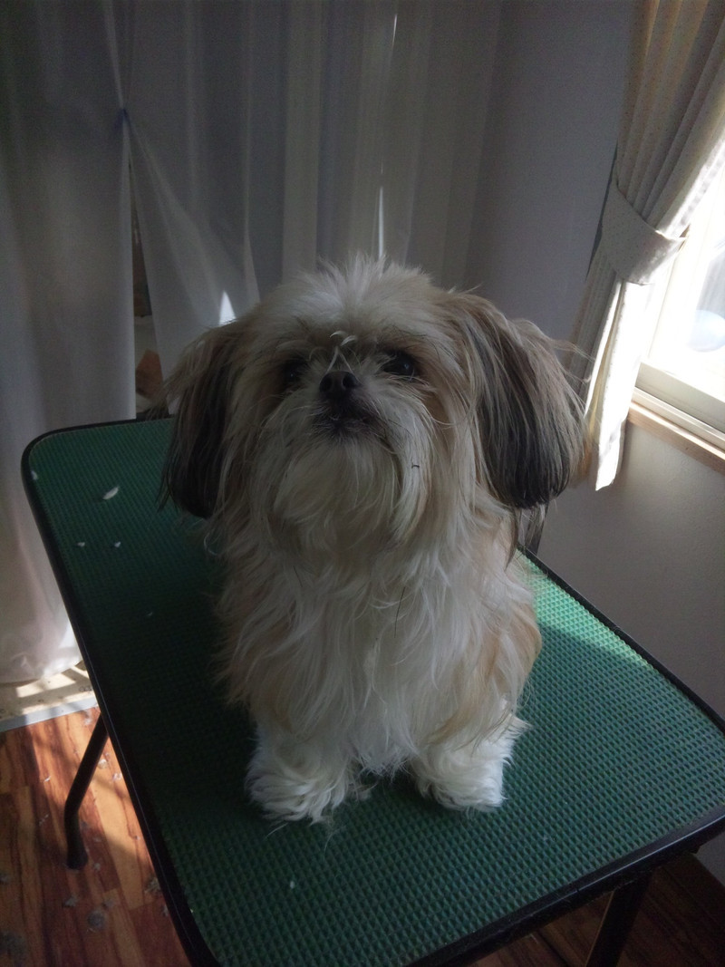 お顔をまーるく丸く シーズー×チワワのまりもちゃん