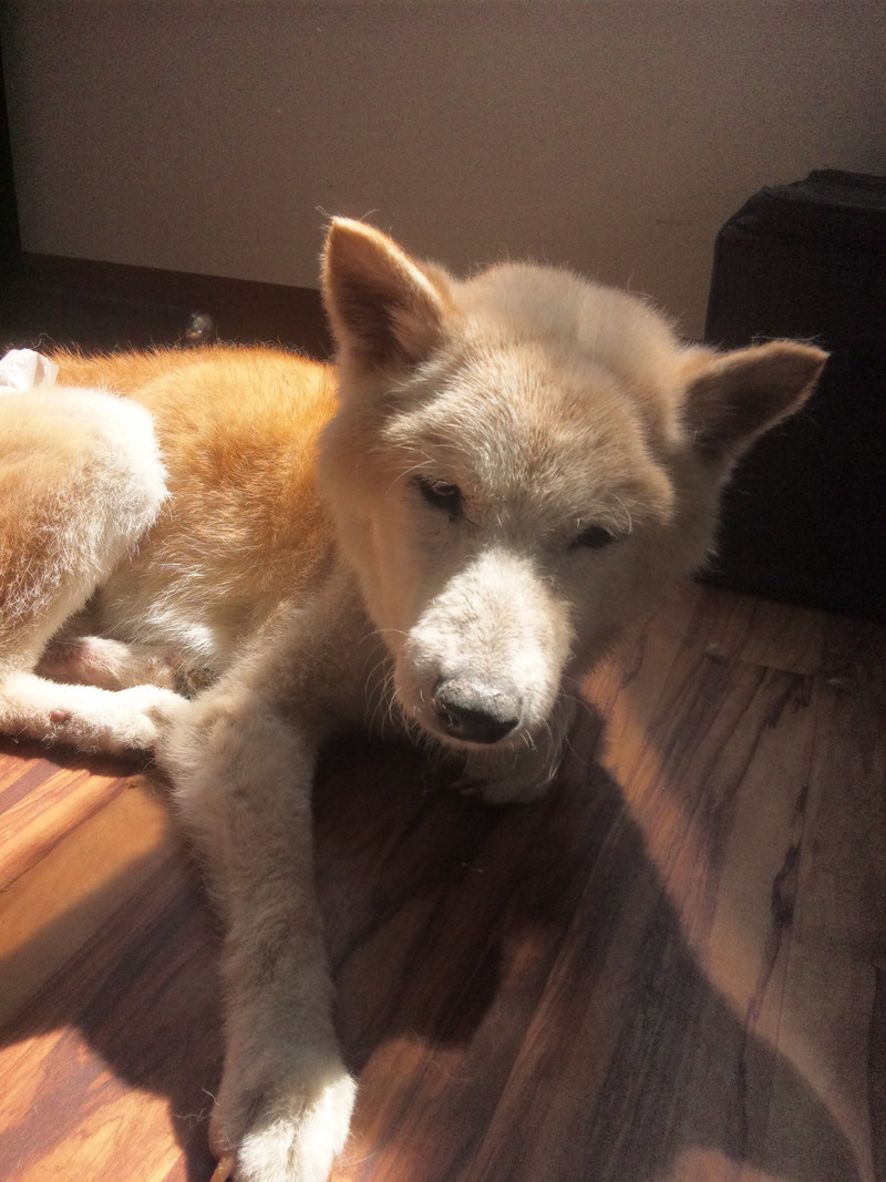 ホテル利用後にツルンとサマーカットのなるとくんとシャンプーのよっちちゃん