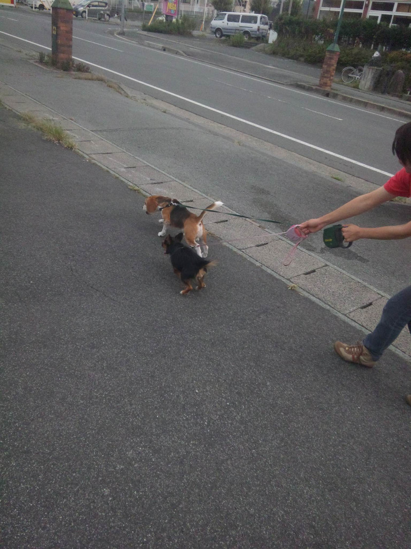 お泊まり中のリキちゃんはなちゃん