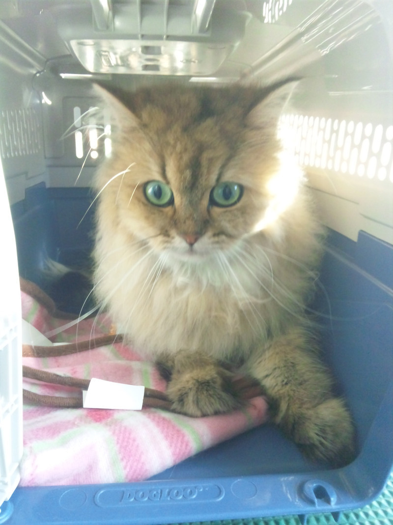 毛玉とれて、ふわふわになった小麦ちゃんとぷっちくんです