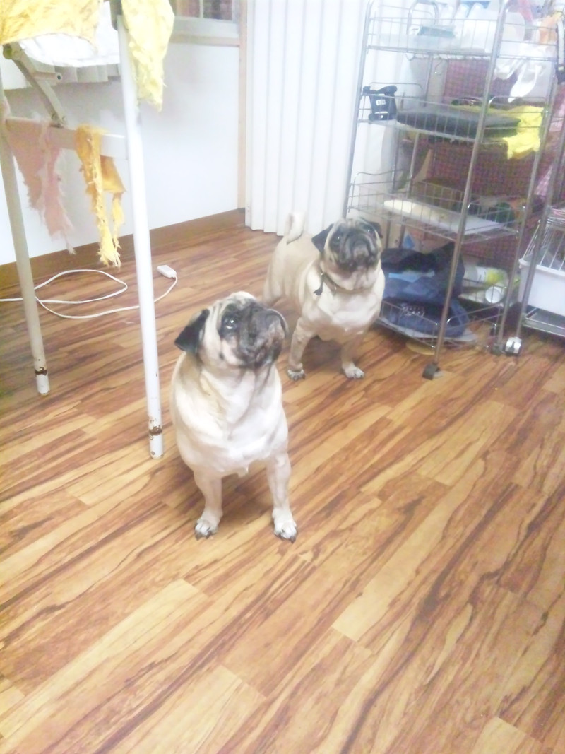 お泊まり中のまりも*みるちゃん