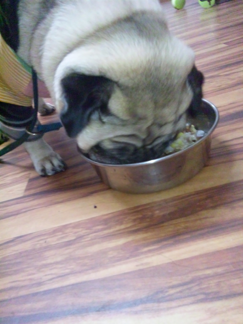 食欲の秋です!お食事中のまりもちゃんとみるちゃんです