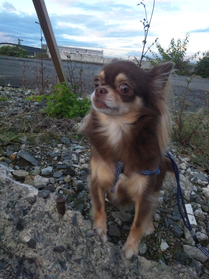 黄昏てるあんずちゃん