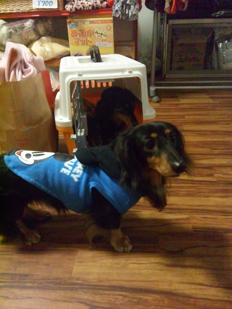 帰り待ちのキキちゃん、キララちゃんハヤセちゃん一家