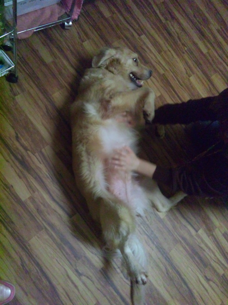 仲良く遊びました。モコちゃん(ゴールデン)モコちゃん(マルプー)ジィちゃんです