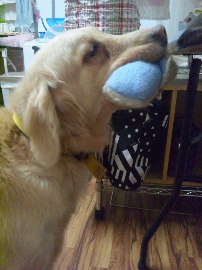 おもちゃで遊んだモコちゃん