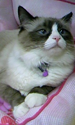 初お泊まりのココちゃん