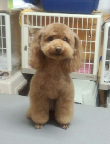 テディベアカットのイヴちゃん