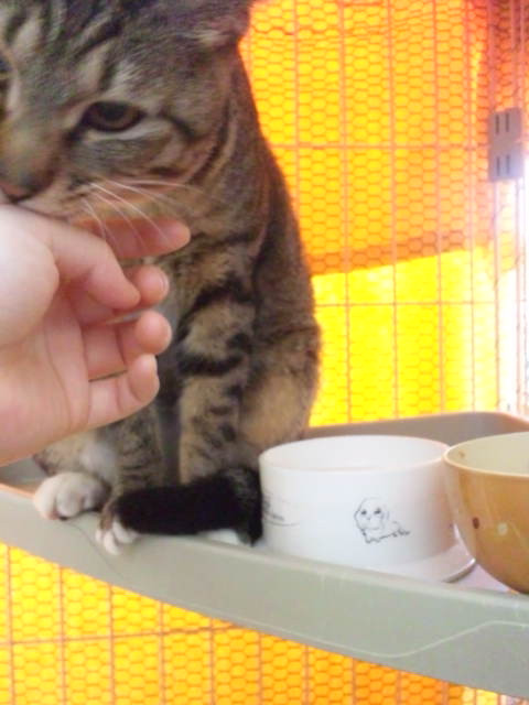 お泊まり斉藤トラちゃん〓