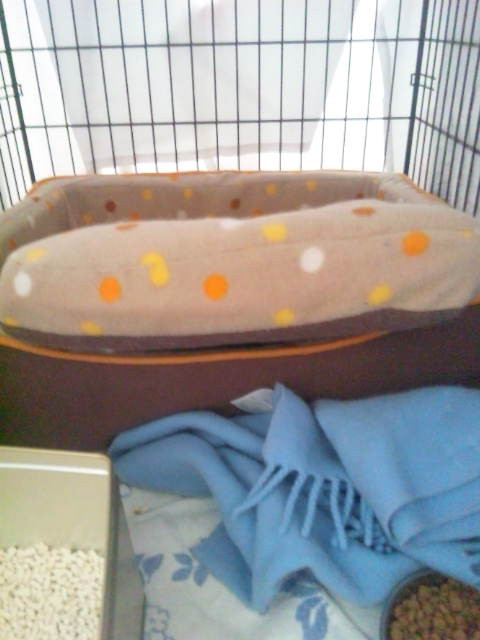 お泊まりの日詰ピーちゃん〓