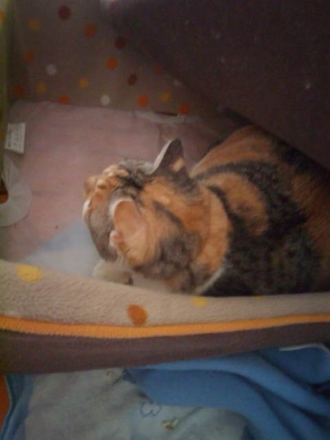 お泊まりの日詰ピーちゃん〓