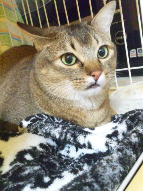 お泊まりの原田マロンちゃん〓