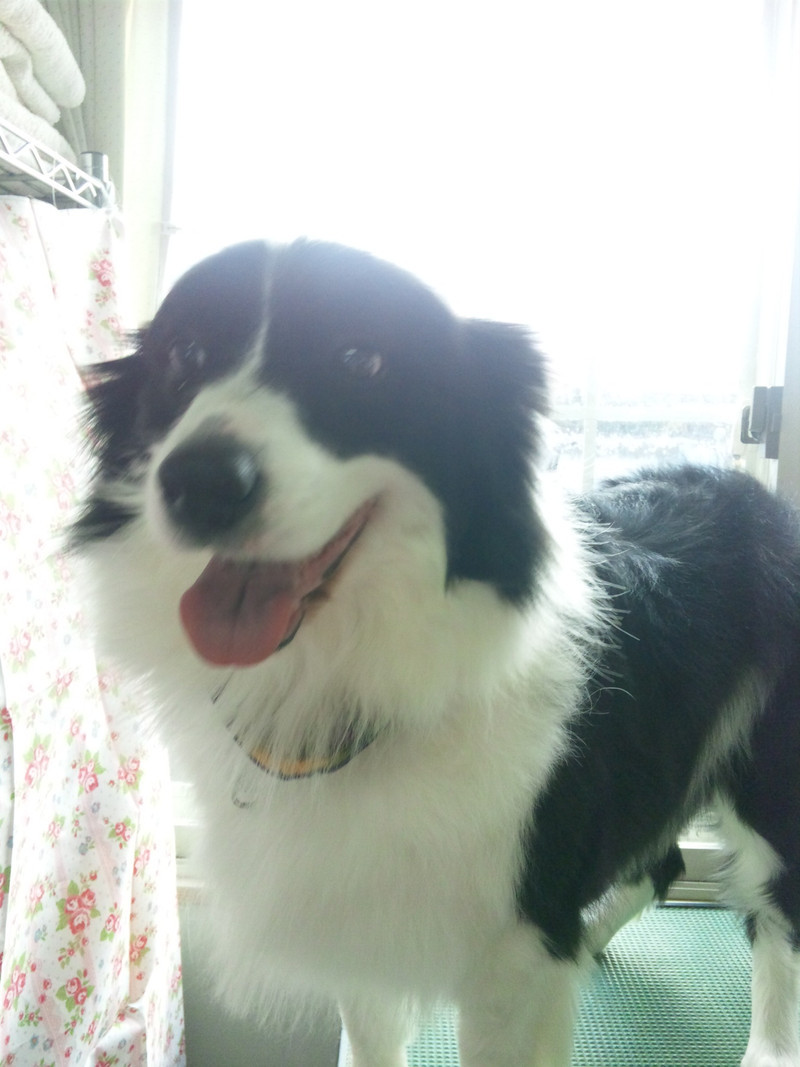 シャンプーしたサリーちゃん