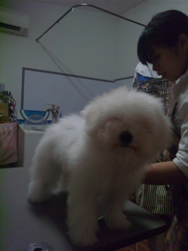 初のカット体験中のトッティちゃんです