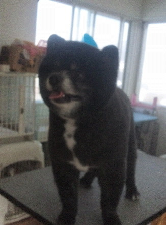 山形市 ペットサロン わんニャンシャンプー 豆柴カットのごん太くんです