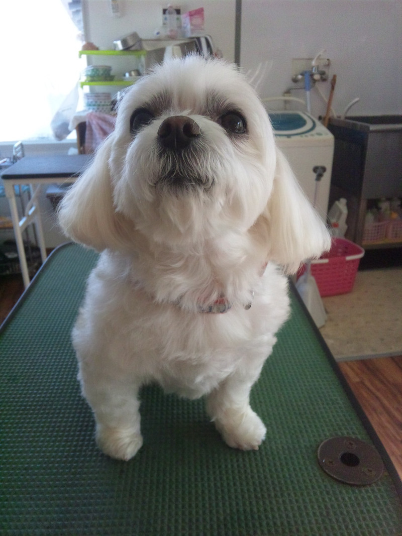 スッキリしました〓マルのヴェスタさん♪