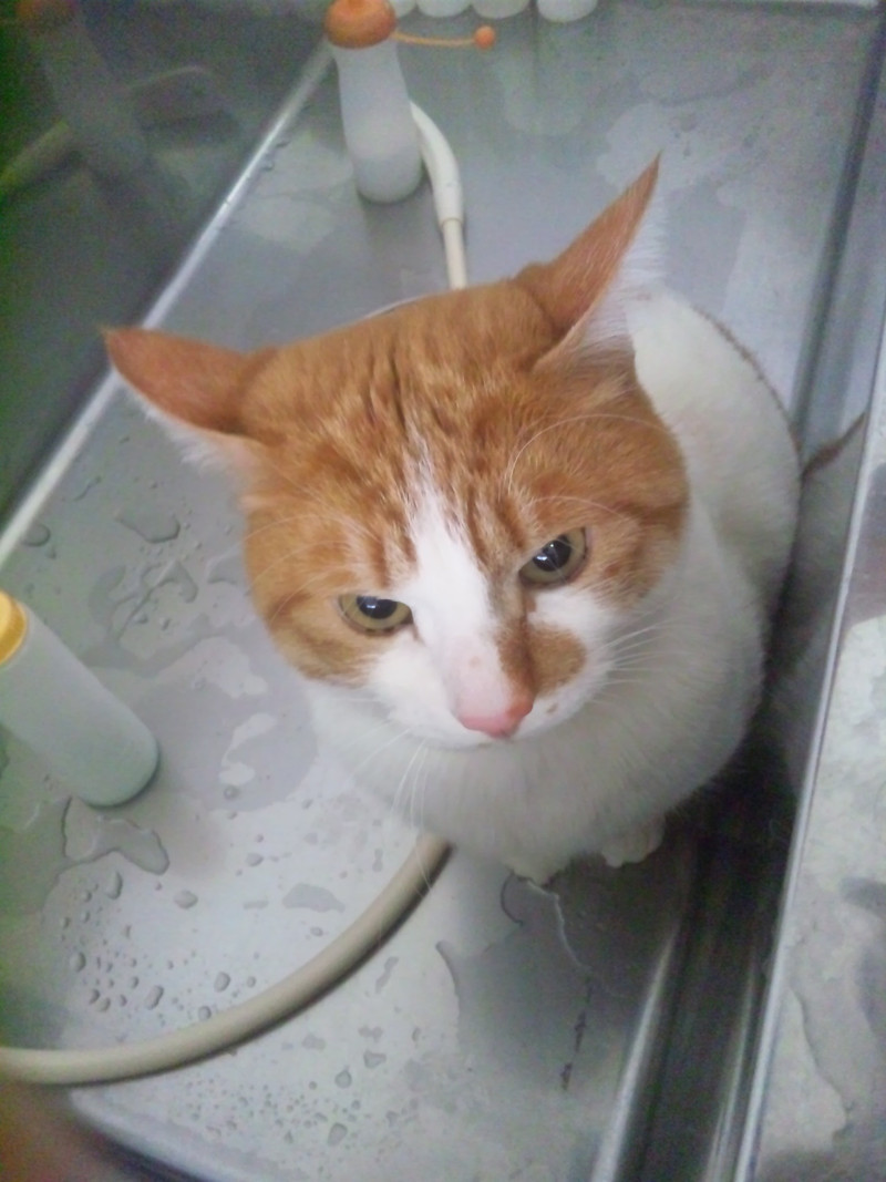 山形市　ペットサロン　わんニャンシャンプー　シャンプーしたコタロウちゃんです