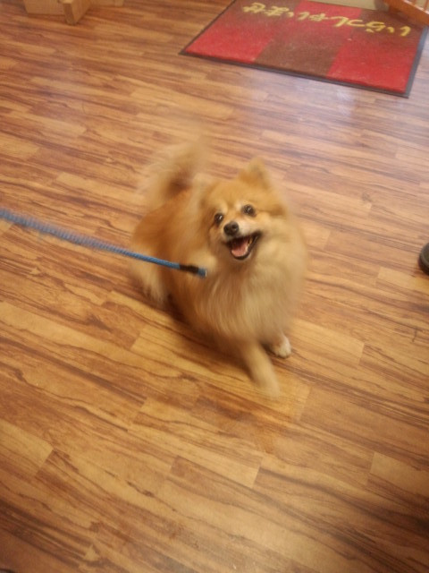 山形市　ペットサロン　わんニャンシャンプー　県外からおこしのモコナちゃん