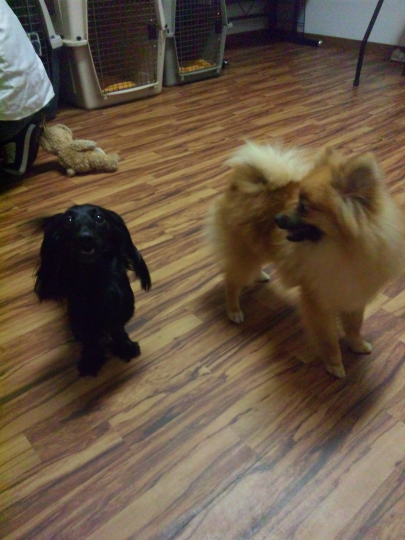 山形市 ペットホテル わんニャンシャンプー お泊まり中のミルちゃん&クーちゃん