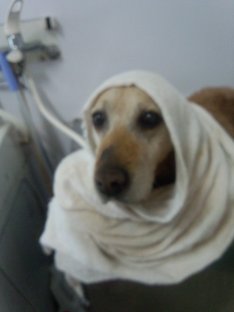 マリア様なエルちゃん 山形市 ペットサロン わんニャンシャンプー