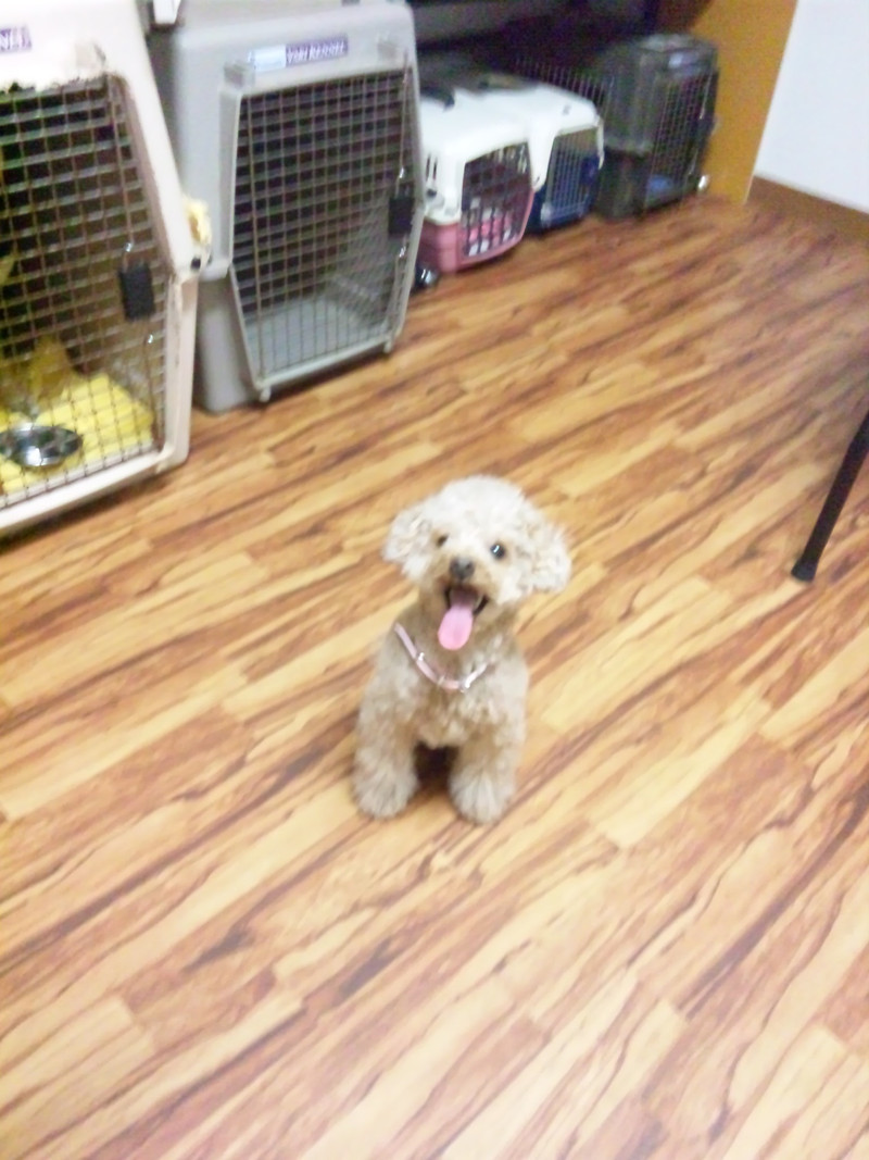 初めてのご利用でした♪トイプーのメルちゃんです！